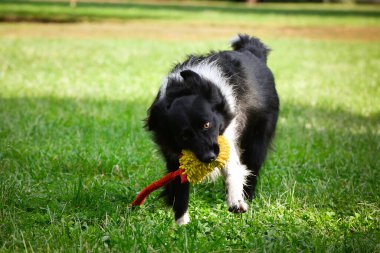 Border Collie çimenlerde oynuyor. O çok çılgın bir köpek..