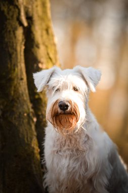 Schnauzer ormanda duruyor. Sonbahar portresi..