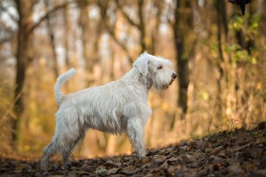 Schnauzer ormanda duruyor. Sonbahar portresi..