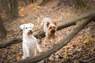 Köpekler ormanda oturuyorlar. Sonbahar portresi..