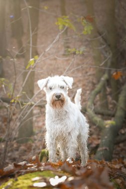 Schnauzer ormanda duruyor. Sonbahar portresi..