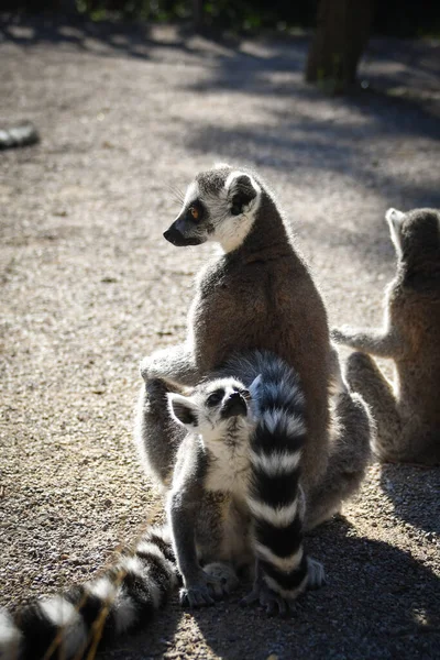 Porträt Von Lemur Kata Der Auf Dem Boden Sitzt Und — Stockfoto