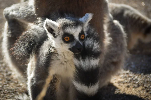 Bebé Lemur Kata Zoológico Está Con Madre Hábitat — Foto de Stock