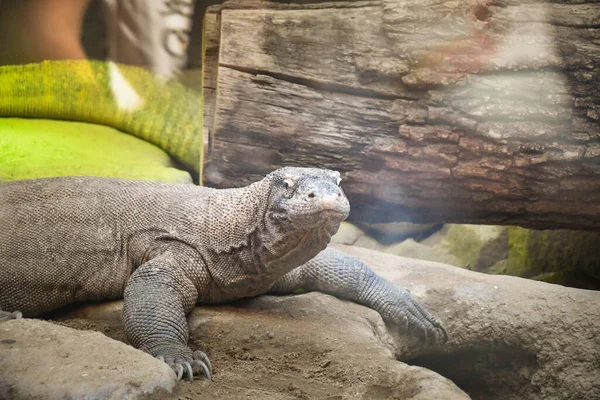 Warane Eidechse Auf Dem Hinterhof Des Rustikalen Dorfes Südasiatische Fauna — Stockfoto