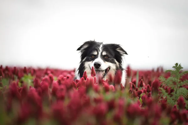Border collie is standing in crimson clover. He has so funny face he is smilling
