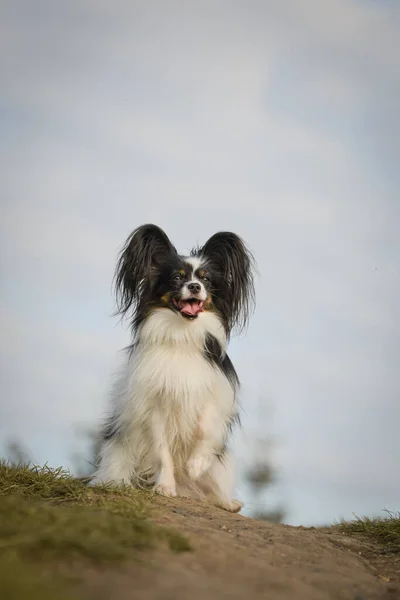 Papillon Çimlerin Üzerinde Oturuyor Sonbahar Portresi — Stok fotoğraf