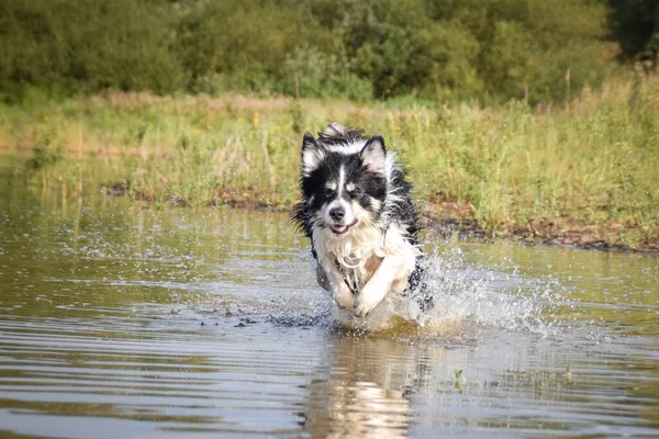 Border collie is jumping into the water. He loves water and he jump for stick.