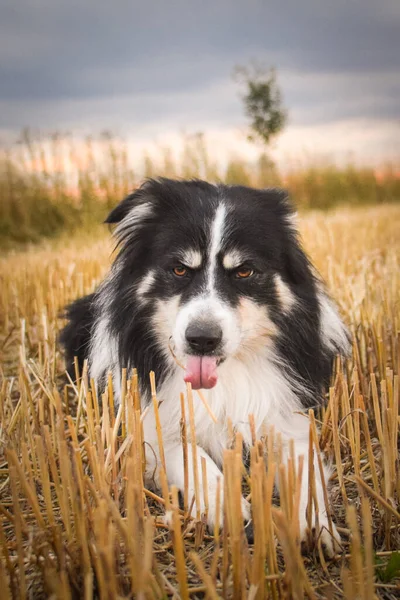Border Collie Liegt Gras Ist Verrückter Hund Auf Reisen — Stockfoto