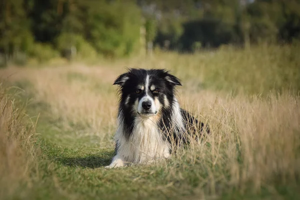 Kol Perbatasan Tergeletak Rumput Dia Begitu Gila Anjing Perjalanan — Stok Foto
