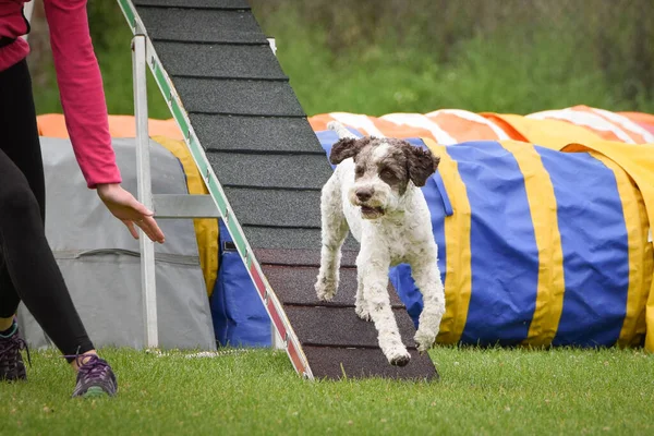 Çeviklik dengesinde bir köpek. Czech çeviklik yarışmasında harika bir gün. Ortanca uzmanlar. Anlamı A2..