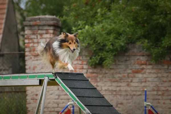 Собака Балансе Ловкости Луча Удивительный День Чешских Соревнованиях Ловкости Эксперты — стоковое фото