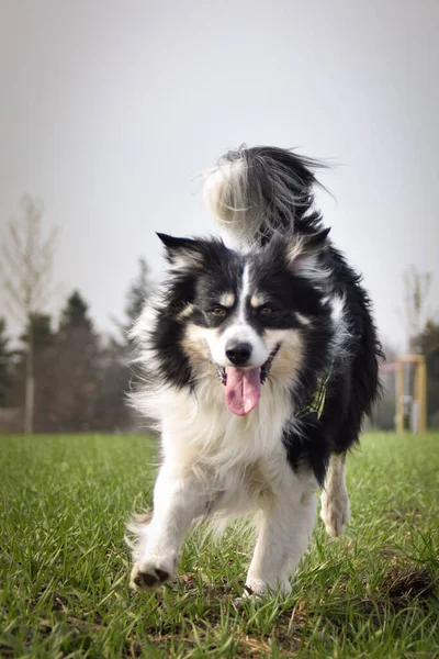 Border collie sahada koşuyor. Dışarıda çok komik..
