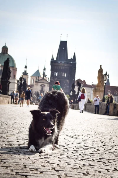 Border collie, Carls Köprüsü 'nde yalvarıyor. Prag 'ın merkezindeydi. Çok sabırlı bir model..
