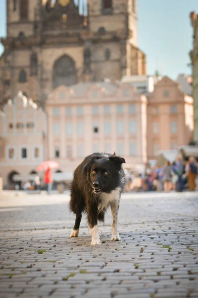 Frontera Collie Centro Ciudad Está Centro Praga Ella Tan Paciente — Foto de Stock