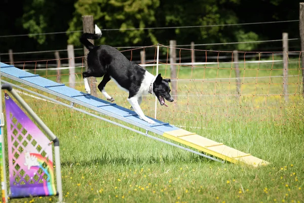 Dog in agility balance beam. Amazing day on Czech agility competition. They are middle expert it means A2.