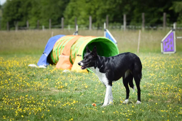 Köpek çimenlerde koşuyor. O çok çılgın bir köpek..