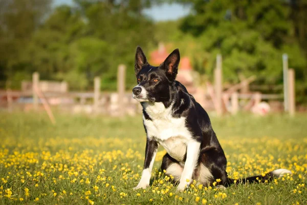 Hond Zit Het Gras Bloemen Gelukkig Reis — Stockfoto