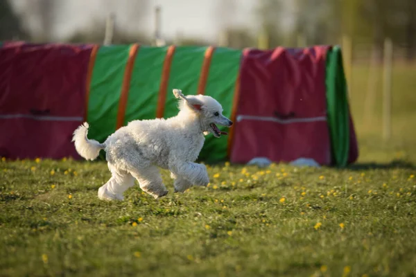 Köpek çimenlerde koşuyor. O çok çılgın bir köpek..