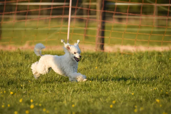 Cão Corre Relva Ele Tão Louco Cão Viagem — Fotografia de Stock
