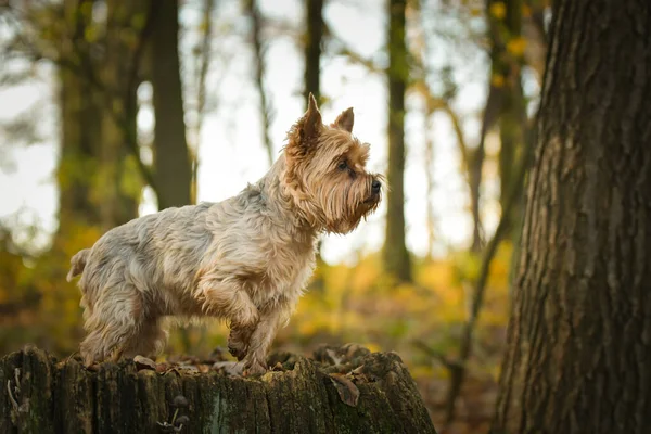 Yorkshire ormanda duruyor. Sonbahar portresi..