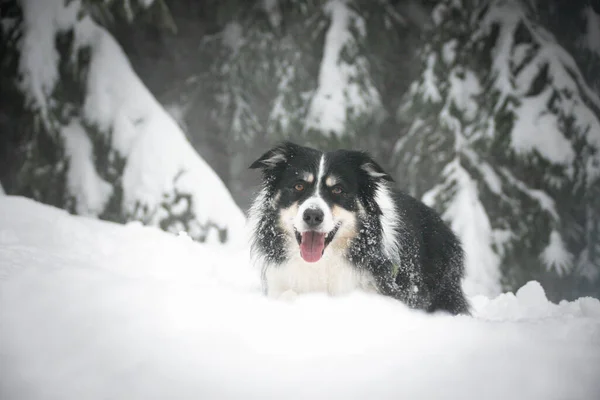 Tricolor Border Collie Encuentra Bosque Nieve Perro Muy Esponjoso — Foto de Stock