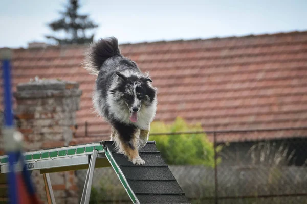 Cane Trave Equilibrio Agilità Splendida Giornata Sulla Gara Agilità Ceca — Foto Stock