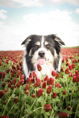 Border Collie, Crimson Clover 'da oturuyor. Çok komik bir yüzü var, gülümsüyor.