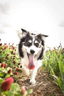 Border Collie, Crimson Clover 'da oturuyor. Çok komik bir yüzü var, gülümsüyor.
