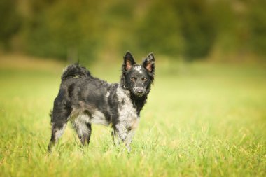 Köpek yavrusunun portresi. Çok tatlı bir köpek..
