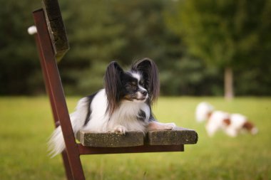 Papillon bankta yatıyor. Köpek Prag 'da şehir merkezinde..