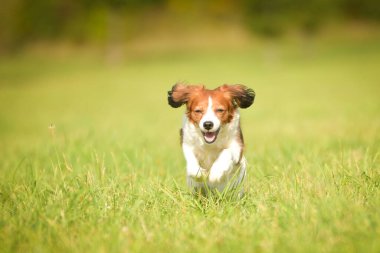 Kooikerhondje köpeğinin portresi. Çok tatlı bir köpek..