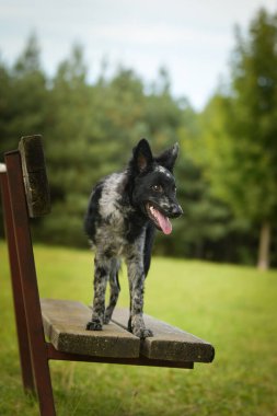 Mudi bankta oturuyor. Köpek Prag 'da şehir merkezinde..