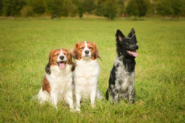 Üç köpeğin portresi. Yaz doğasında oturuyorlar..