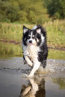 Sınır çobanı suya atlıyor. Suyu seviyor ve sopaya atlıyor..
