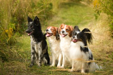 Üç köpeğin portresi. Yaz doğasında oturuyorlar..