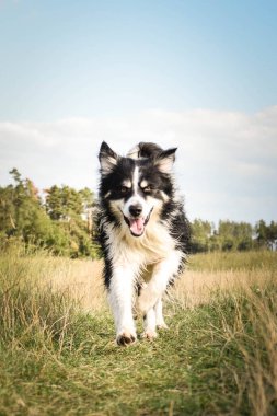 Sınır çobanı doğada, Czech cumhuriyetindeki dağda sahaya çıkıyor. Çok mutlu..
