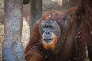 Orangutan yerde bulduğu çimlerden yiyor..