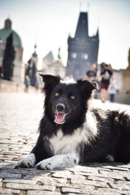 Border collie köprüde yatıyor. Prag 'ın merkezindeydi. Çok sabırlı bir model..
