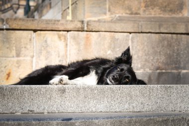Border collie köprüde yatıyor. Prag 'ın merkezindeydi. Çok sabırlı bir model..