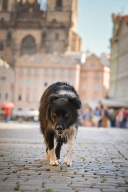 Border collie şehir merkezine gidiyor. Prag 'ın merkezinde. Çok sabırlı bir model..