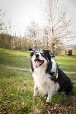 Border collie çalılıkta oturuyor. Parkta sonbahar foto çekimleri.