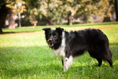 Border Collie çimenlerde oynuyor. O çok çılgın bir köpek..