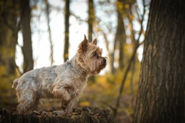 Yorkshire ormanda duruyor. Sonbahar portresi..