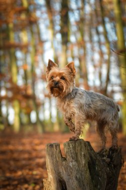 Yorkshire ormanda duruyor. Sonbahar portresi..