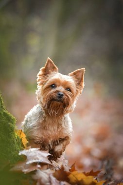 Yorkshire ormanda duruyor. Sonbahar portresi..