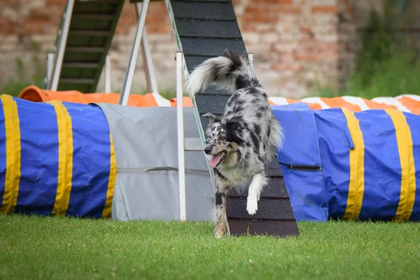 Dog in agility balance beam. Amazing day on Czech agility competition. They are middle expert it means A2.