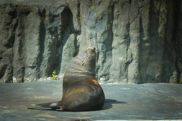 シーライオンは動物園のプールから出ている ここは彼の生息地だ — ストック写真