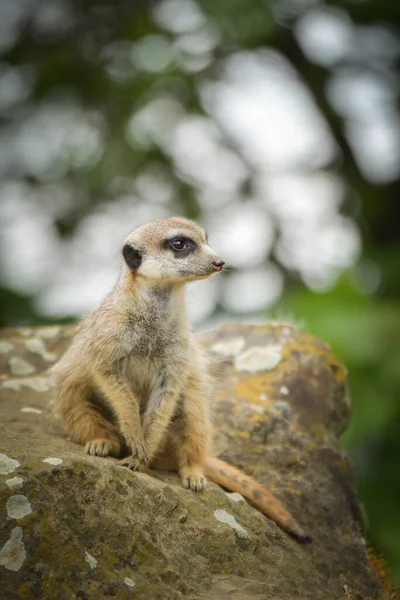 Suricata Sitzt Auf Dem Stein Sie Ist Auf Der Hut — Stockfoto