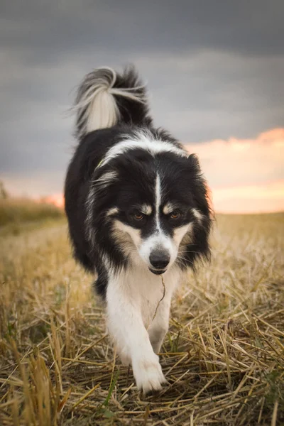 Border Collie Megy Területen Természetben Hegyekben Cseh Köztársaságban Nagyon Boldog — Stock Fotó