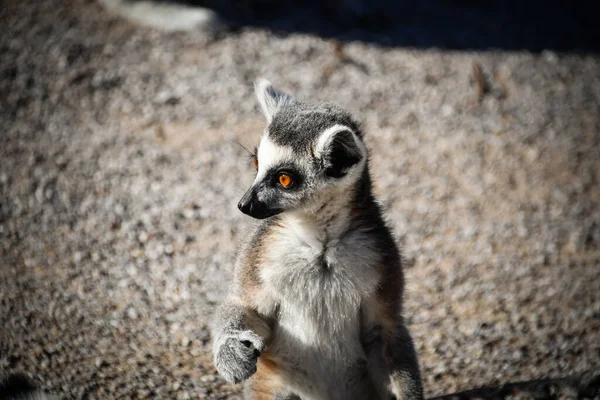 Lemur Kata Gras Aan Het Eten Dat Hij Vloer Vond — Stockfoto